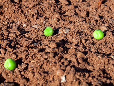 Peas On Earth 13.jpg