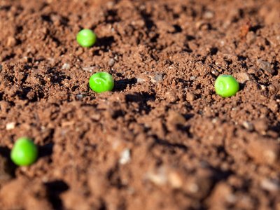 Peas On Earth 19.jpg