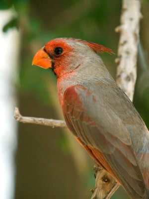 Cardinal02.jpg