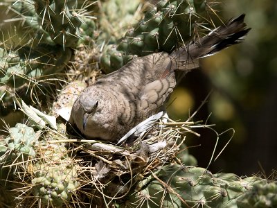 Dove in nest01.jpg