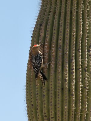 Gila Woodpecker01 cropped.jpg
