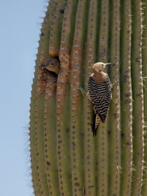 Gila Woodpecker02 cropped.jpg