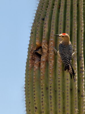 Gila Woodpecker06 cropped.jpg