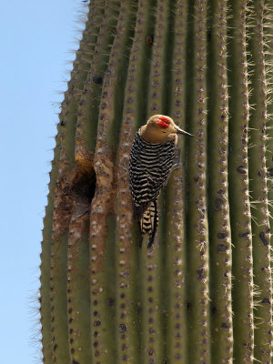 Gila Woodpecker07 cropped.jpg