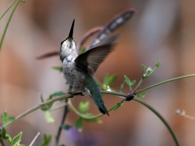 Hummer01 cropped.jpg