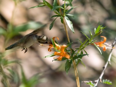 Hummer38 cropped.jpg