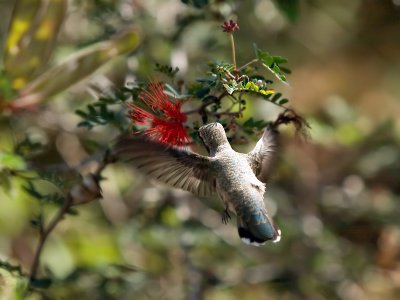 Hummer40 cropped.jpg