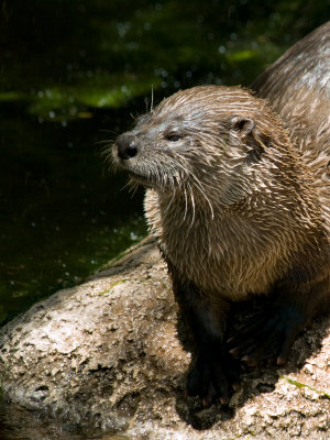 River Otter01 cropped.jpg