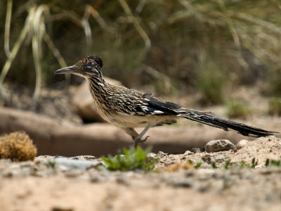 Roadrunner01.jpg