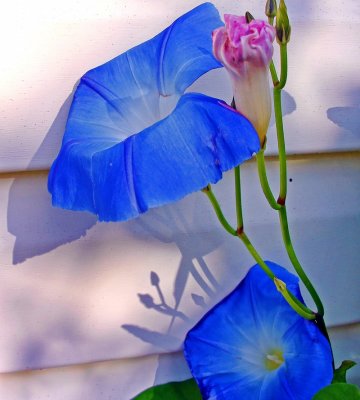 Morning Glory In Late Afternoon