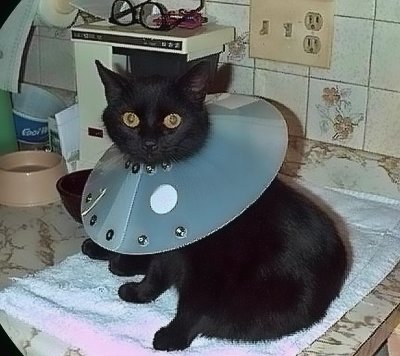 Cleo As A Kitten