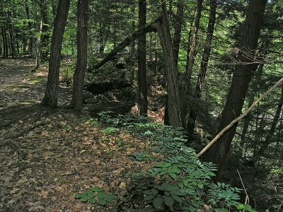 Trail Down To The Lower Falls
