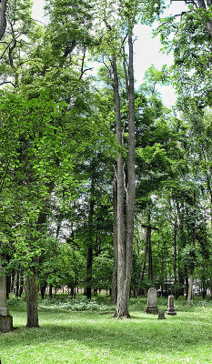 A Very Tall Straight Tree.