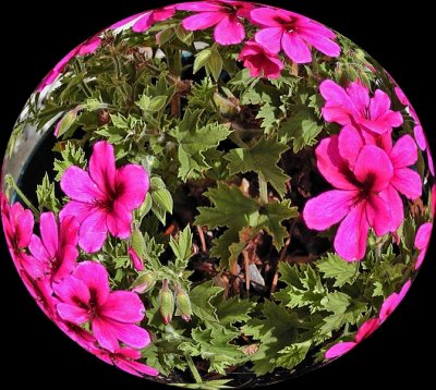 UZI Spherized- Flowers In A Pot