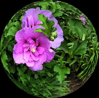 Another Spherized Rose Of Sharon