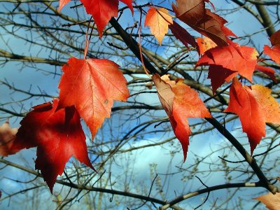 The Last Of The Leaves