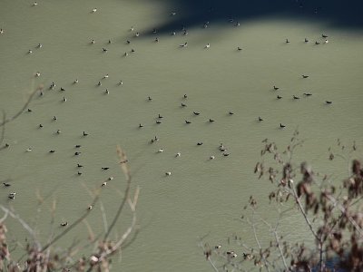 A Bunch Of Geese Beyond The Dam