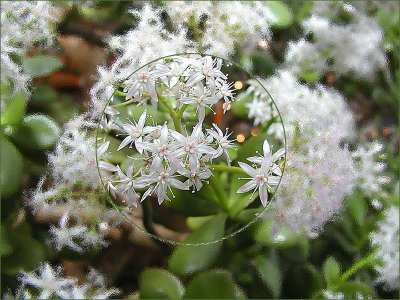Jade Plant Thru the Glass