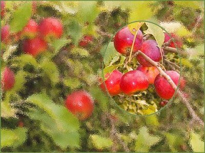 Crabapples Under Glass