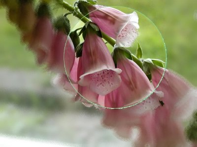 FoxGlove Under Glass