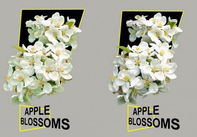 Apple Blossoms Again X mode
