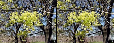 Maple Tree Budding Out