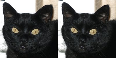 My Cat Cleo in  Stereo