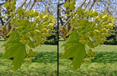Close-up of the Maple Tree Leafing Out