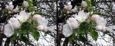 Apple Blossoms with c-3020z