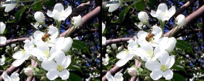 Crabapple Blossoms with Bee