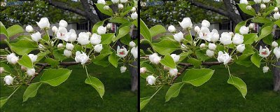 Pear Blossoms and Buds