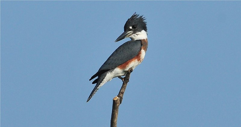 Belted Kingfisher (Ceryle alcyon)