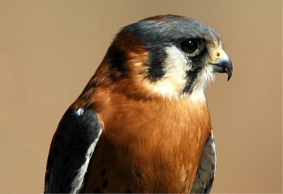 American Kestrel