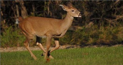 Whitetail Deer