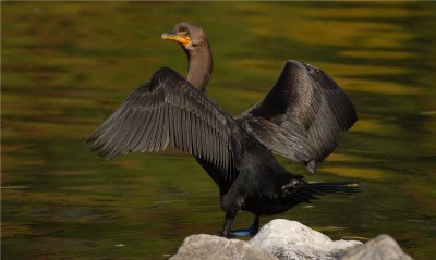 Double-Crested Cormorant (Phalacrocorax auritus)