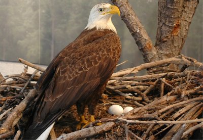 Bald Eagle - Blackwater Visitor Center