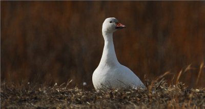 Snow Goose