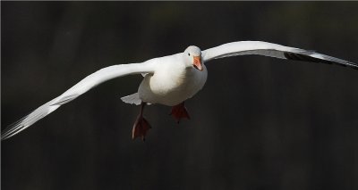 Snow Goose