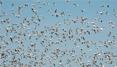 Snow Geese