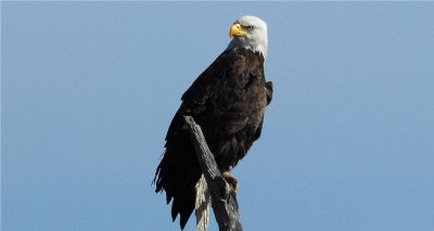 Bald Eagle