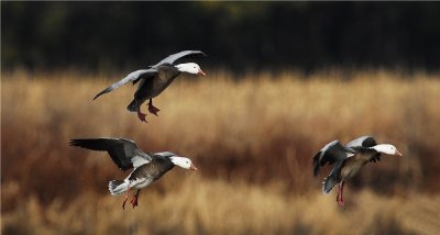 Snow Geese - Blue or Dark Morph