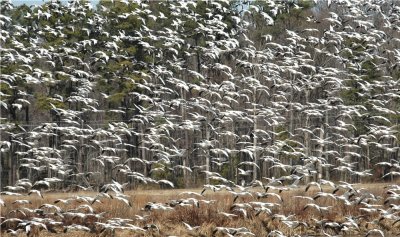 Snow Geese