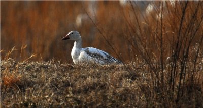 Snow Goose