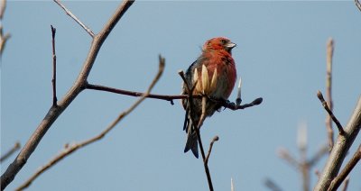 White-winged Crossbill - Male       (Loxia leucoptera)