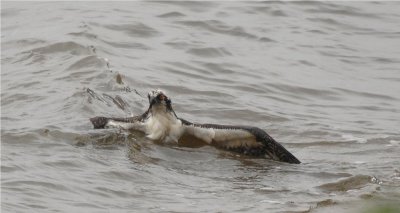 Osprey