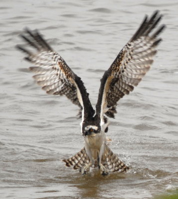 Osprey