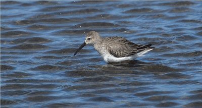 Dunlin (Calidris alpina )