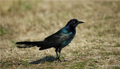 Boat-tailed Grackle (Quiscalus major)