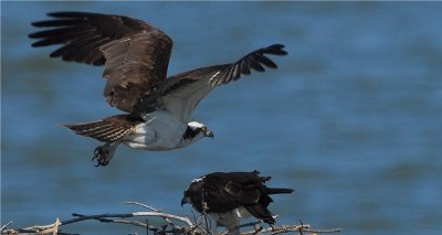 Osprey