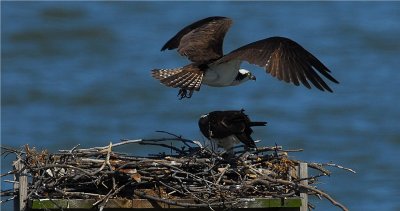 Osprey